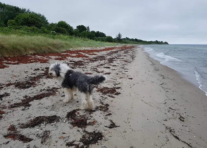 Feriehus 5 Person In Malling-by Traum